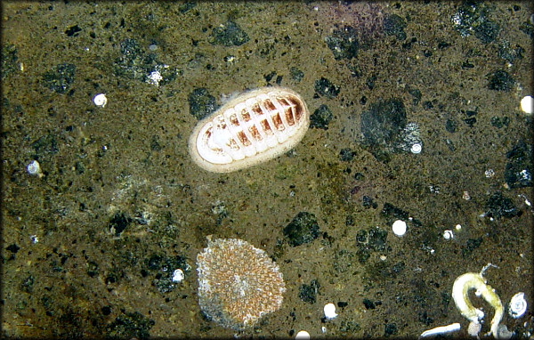 Stenosemus Albus Linnaeus 1767 Northern White Chiton